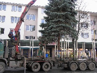 _tPB270022.jpg - Praha 1 obdržela od města Jeseník dva vánoční stromy. Zatímco v Jeseníku se na náměstí kácelo, v Praze se v neděli stavělo. 