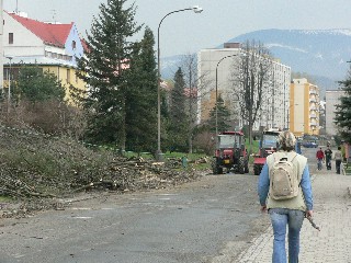 P1030199.JPG - Bleskurychlé kácení stromů na jesenickém hlavním náměstí a Dukelské ulici (na snímku) vyvolalo rozporuplné reakce občanů.